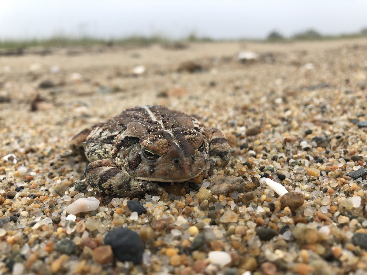 Fowler's Toad - ML645316903