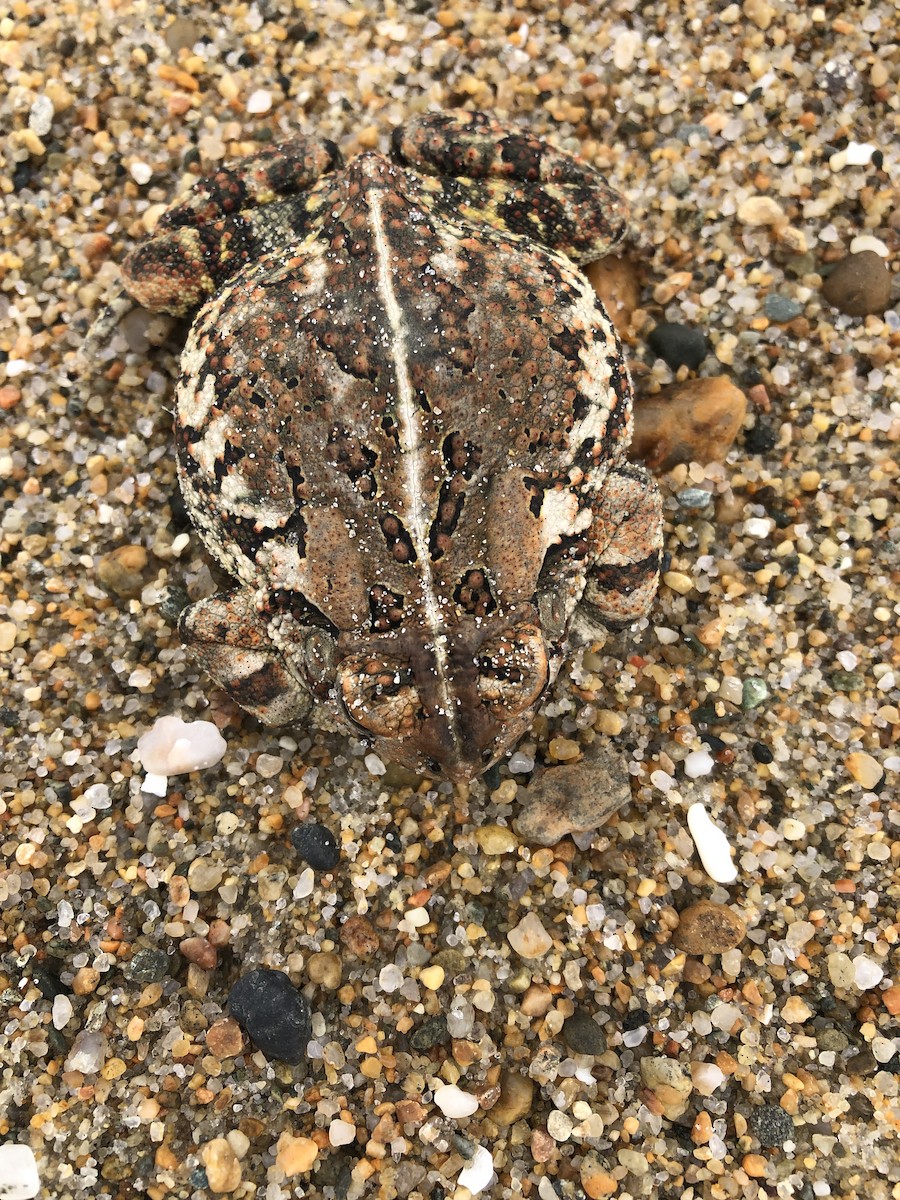 Fowler's Toad - ML645316905