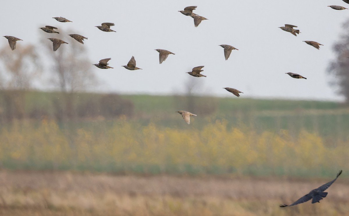 European Starling - ML645316907