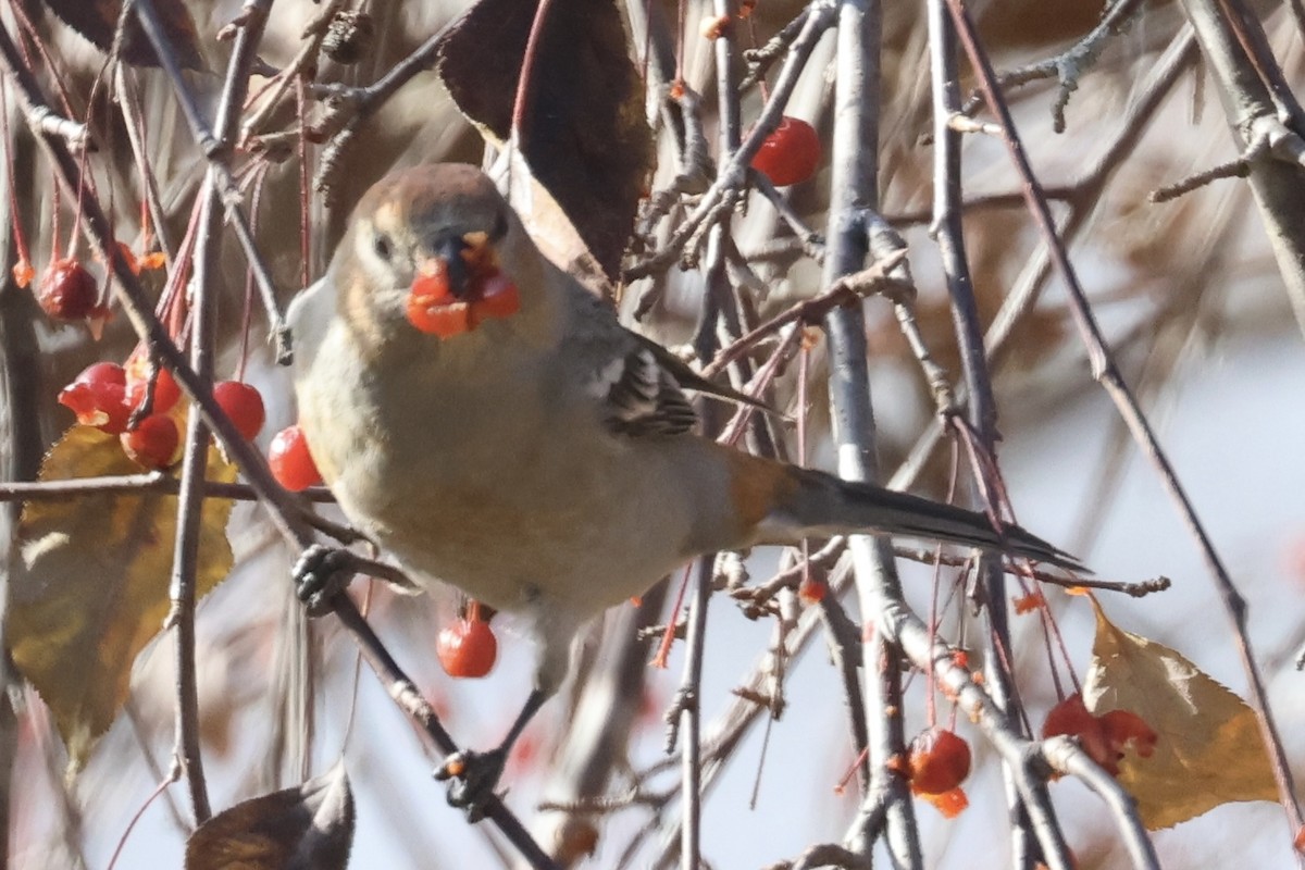 Tayga Çütresi - ML645316912