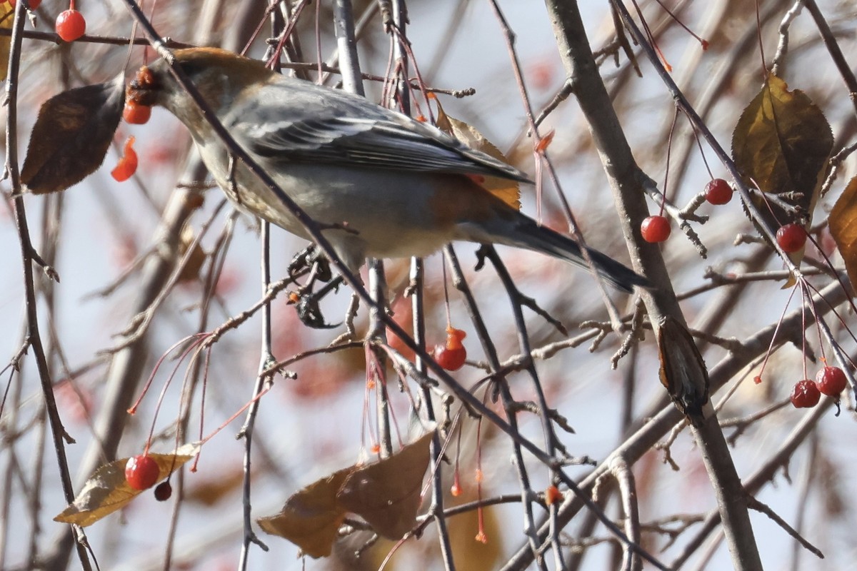 Tayga Çütresi - ML645316913