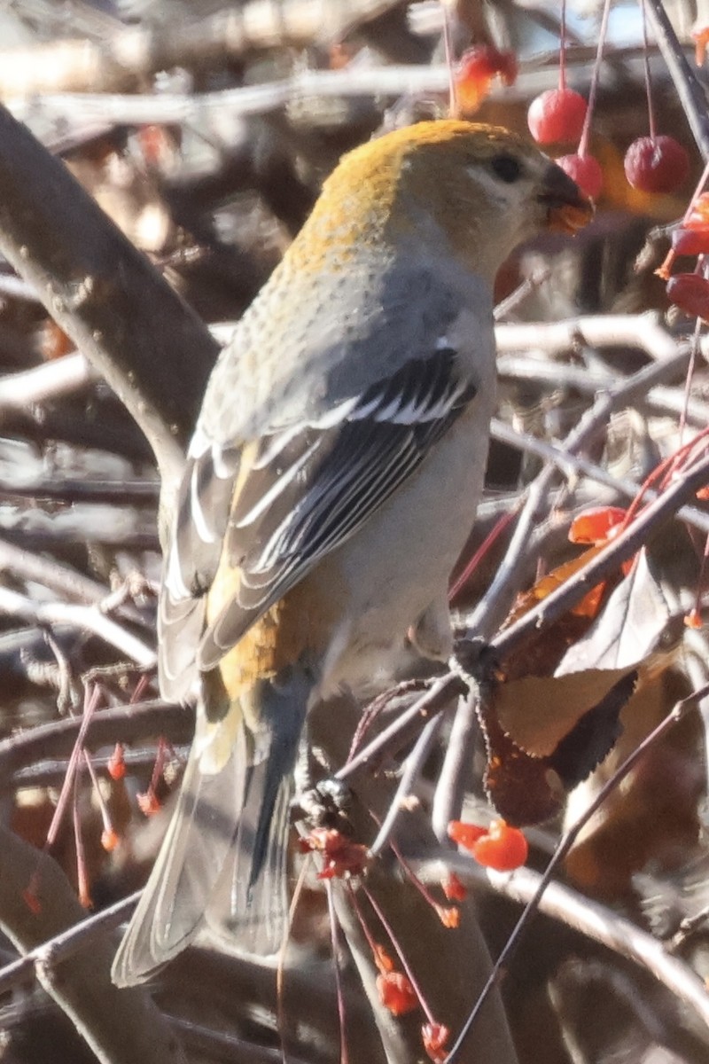 Tayga Çütresi - ML645316914