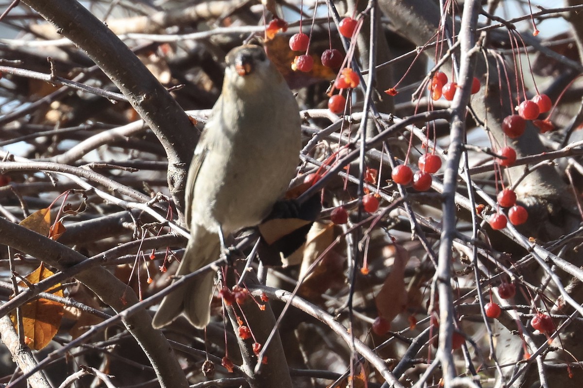 Tayga Çütresi - ML645316915