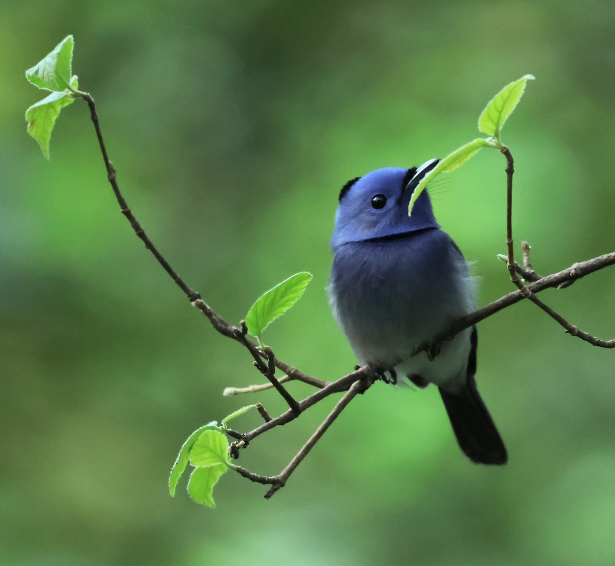 Black-naped Monarch - ML645316924