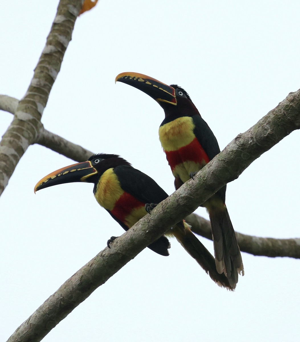 arassari hnědouchý - ML645316936