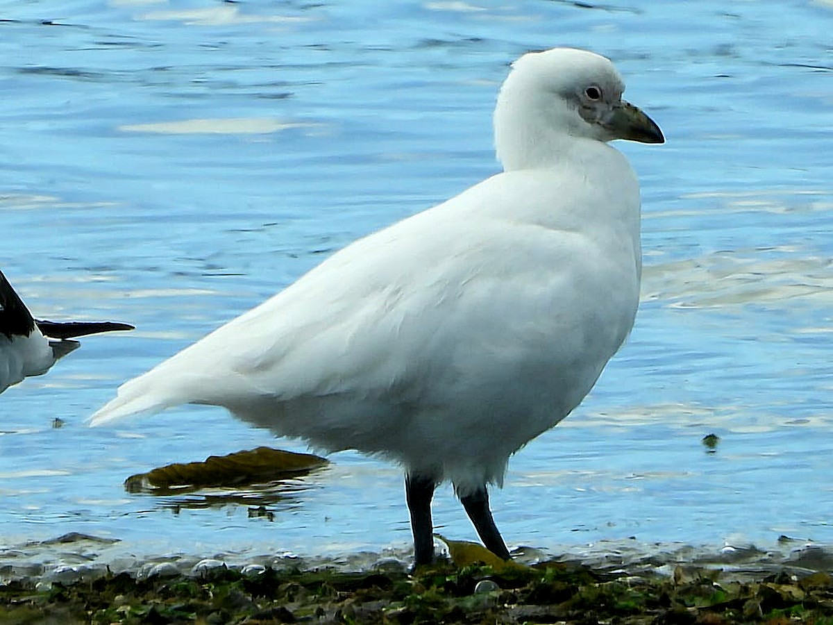 Snowy Sheathbill - ML645316986