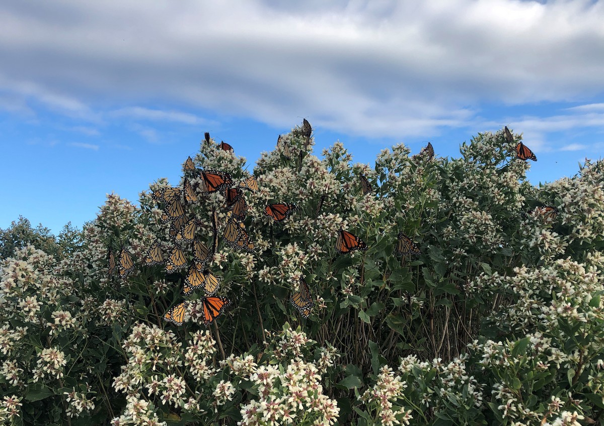 Migratory Monarch - ML645316987