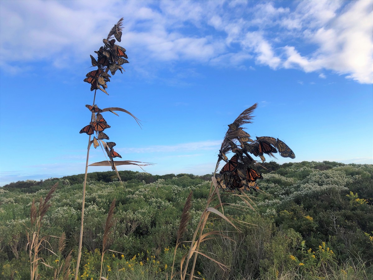 Migratory Monarch - ML645316988