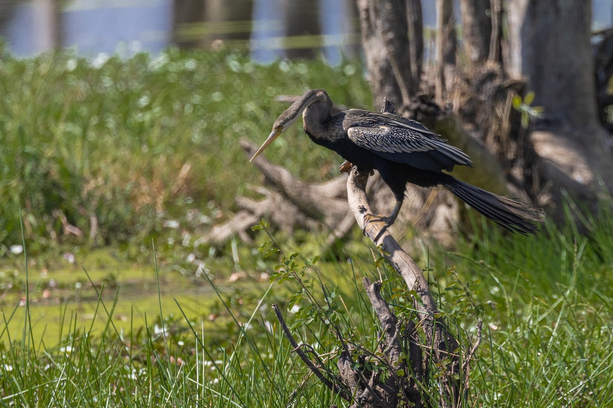 Oriental Darter - ML645317013
