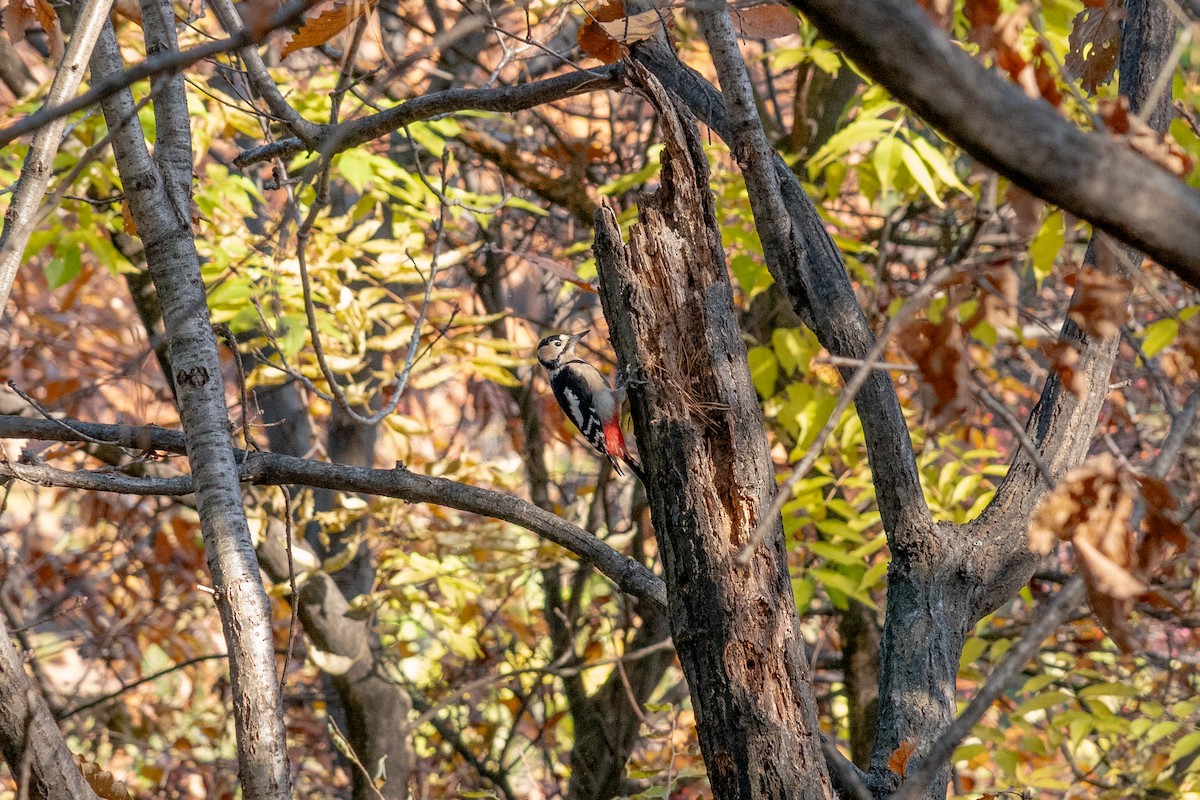 Great Spotted Woodpecker - ML645317033