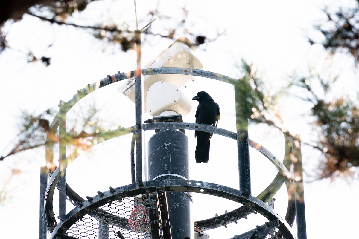 Large-billed Crow - ML645317038