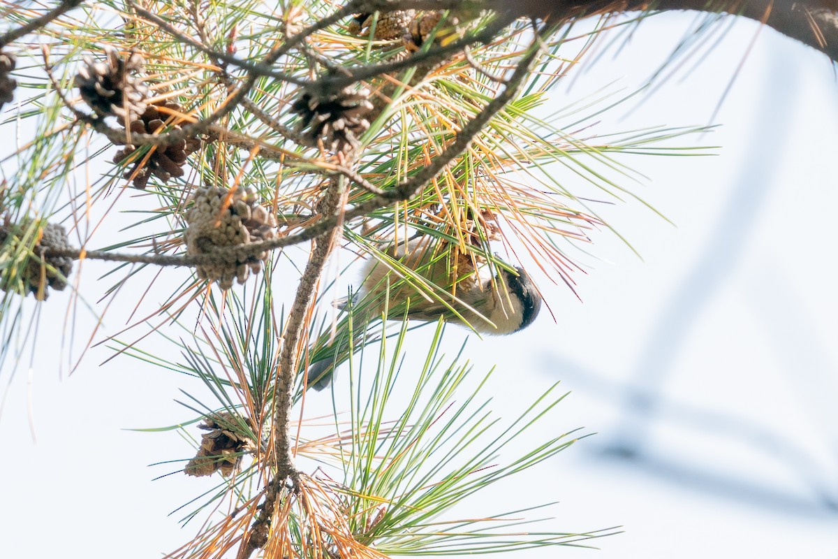 Marsh Tit - ML645317045