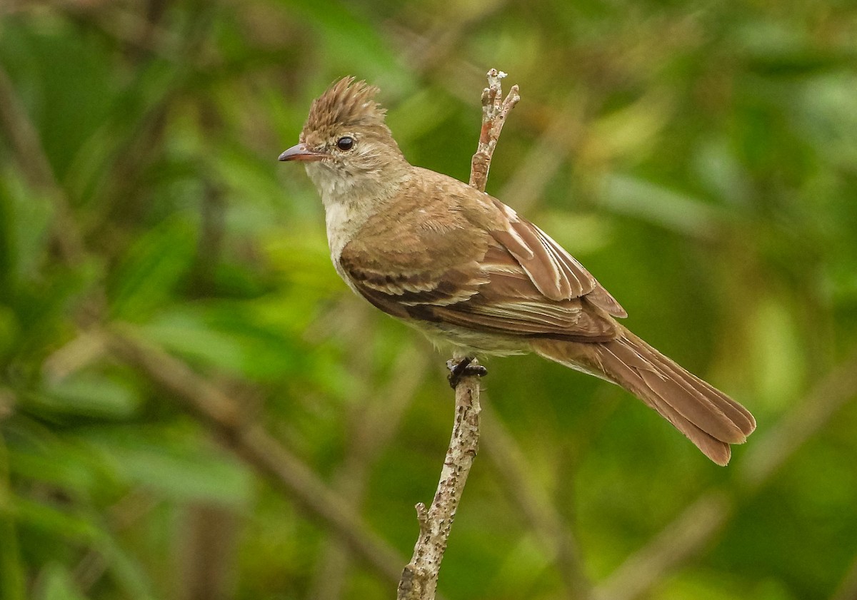 Желтобрюхая эления - ML645317046