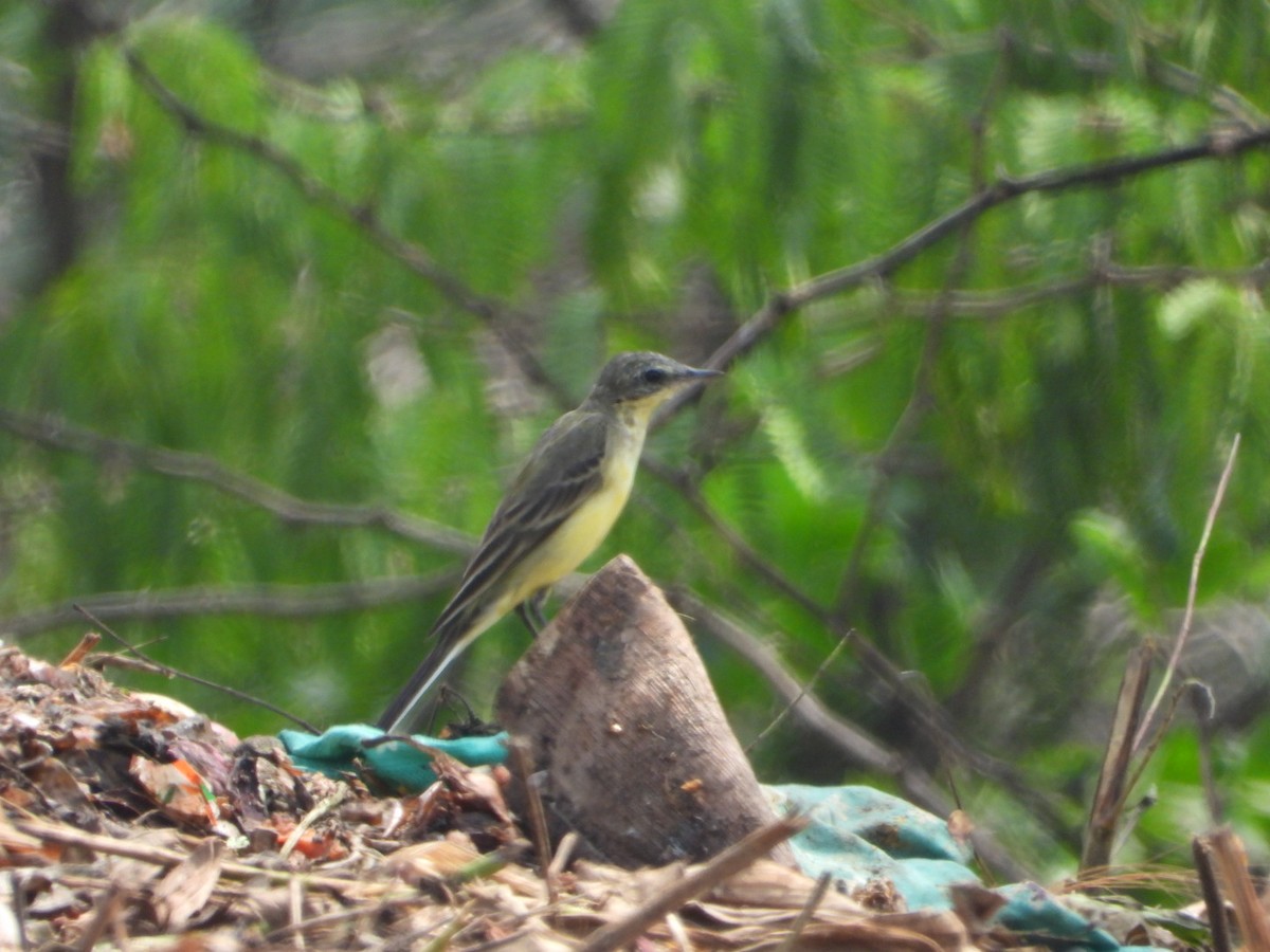 Western Yellow Wagtail - ML645317047