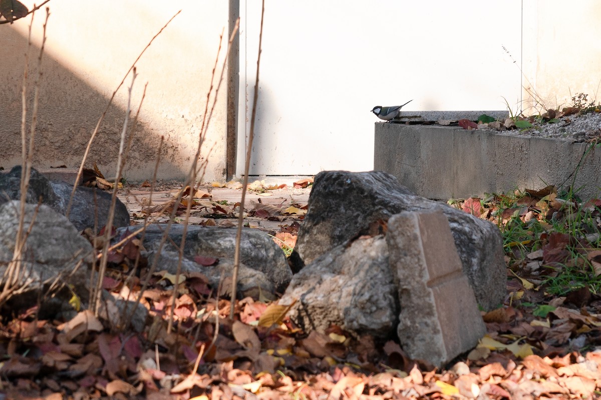 Asian Tit - ML645317048