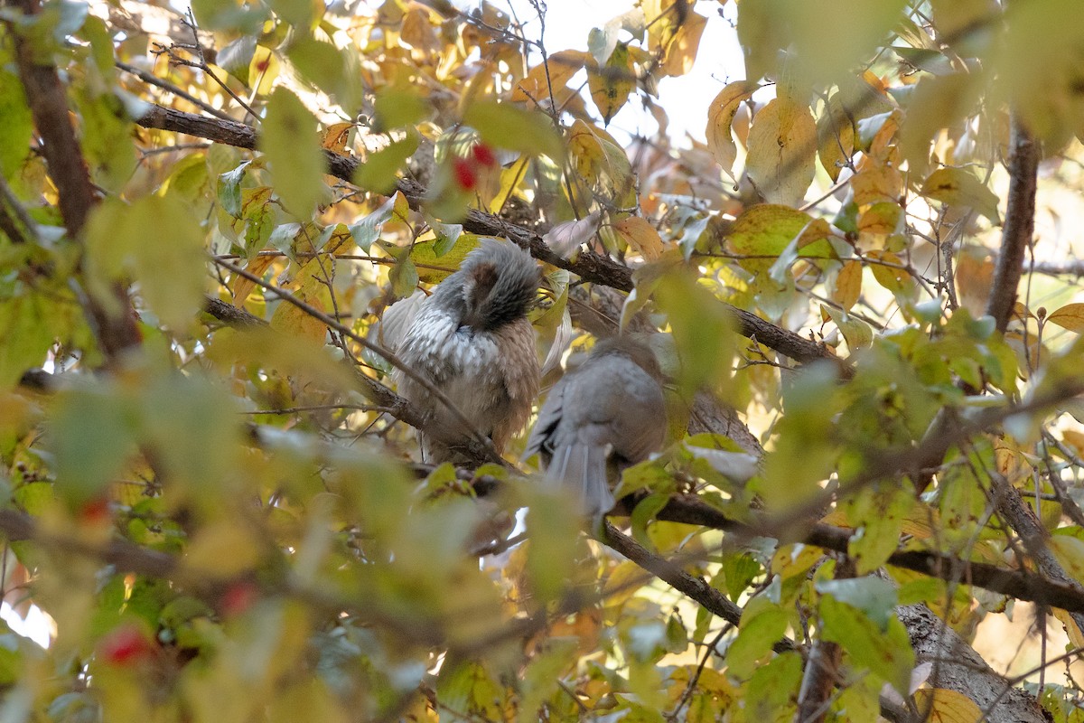 Brown-eared Bulbul - ML645317049