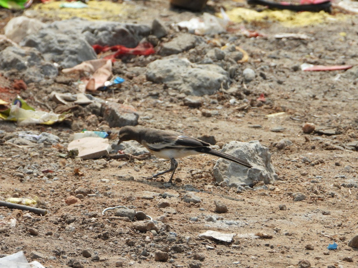 Bergeronnette indienne - ML645317054