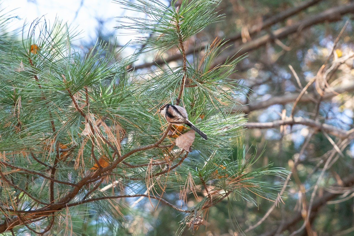 Long-tailed Tit - ML645317058
