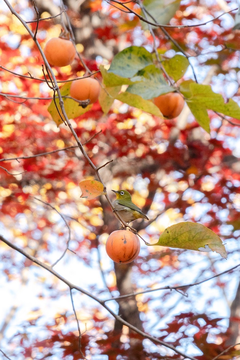 Anteojitos Japonés - ML645317064