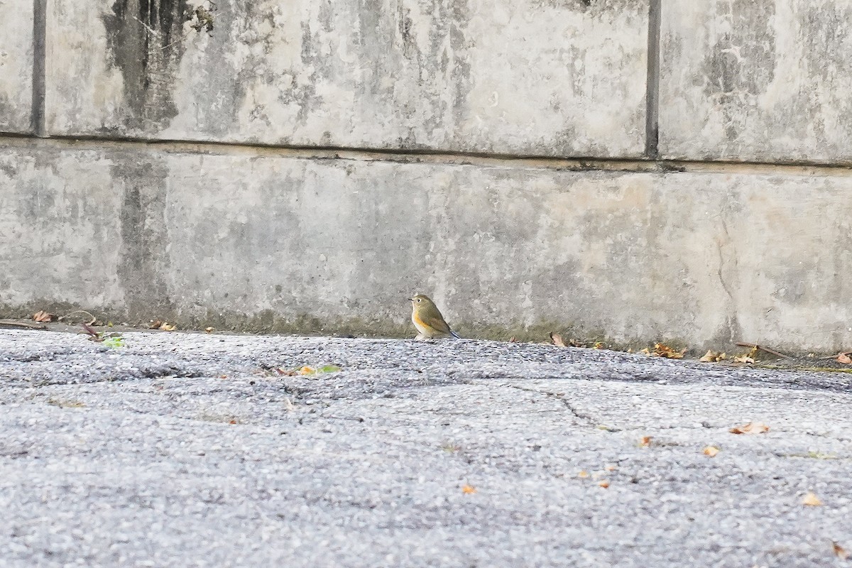 Red-flanked Bluetail - ML645317076