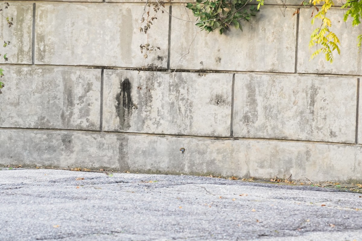 Red-flanked Bluetail - ML645317077