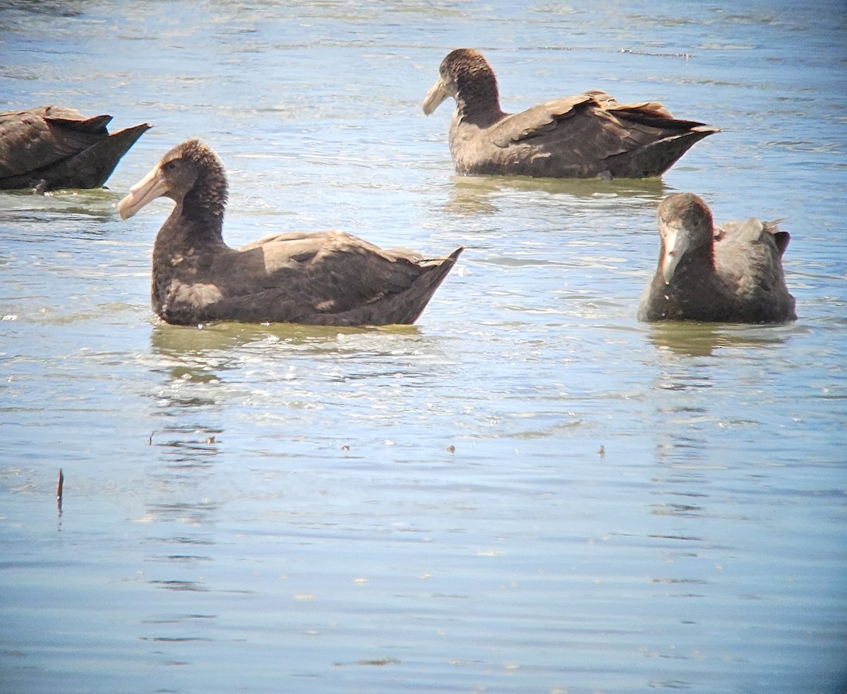סערון-ענק דרומי - ML645317080