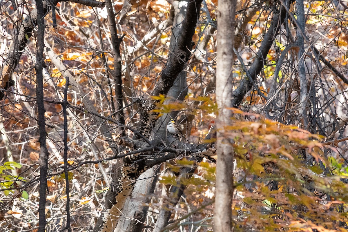 Yellow-throated Bunting - ML645317084