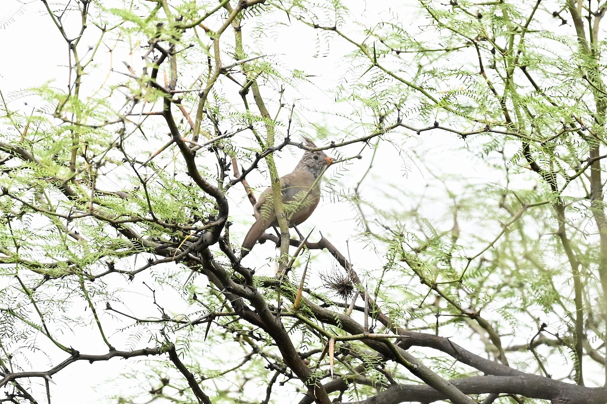 Crested Gallito - ML645317089
