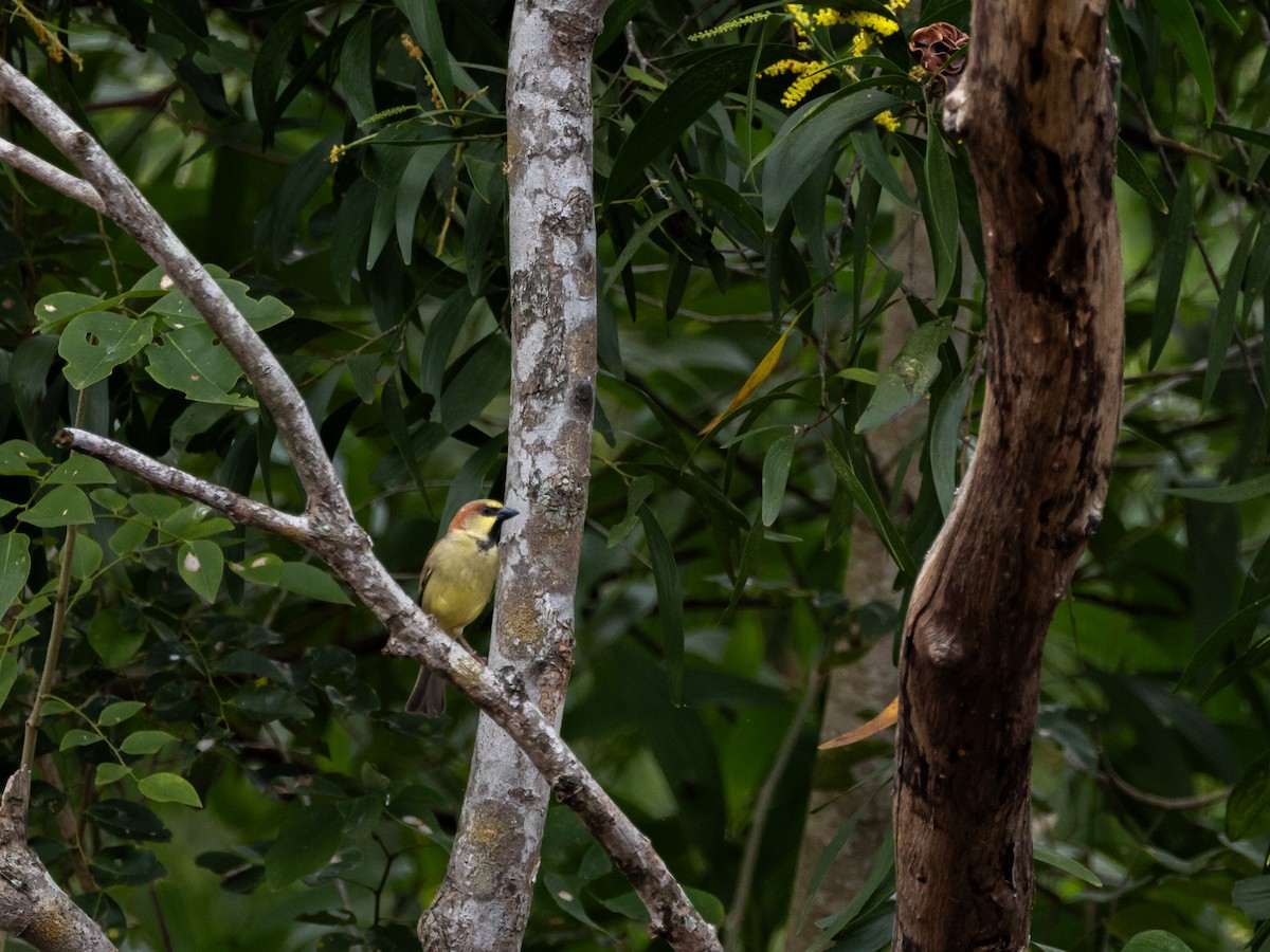 セアカスズメ - ML645317095