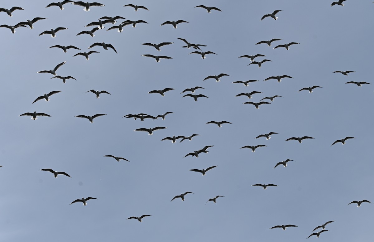 ギンカモメ - ML645317096