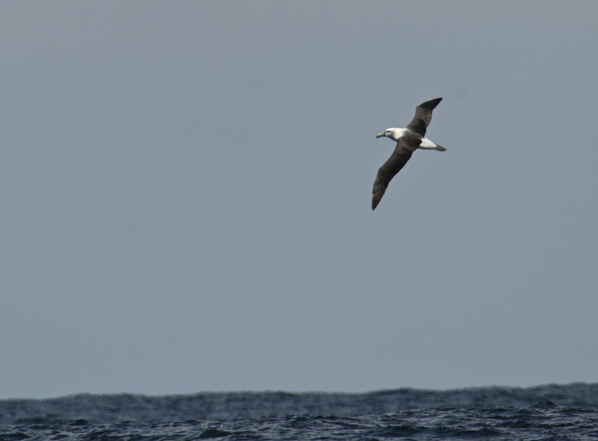 ハジロアホウドリ - ML645317102