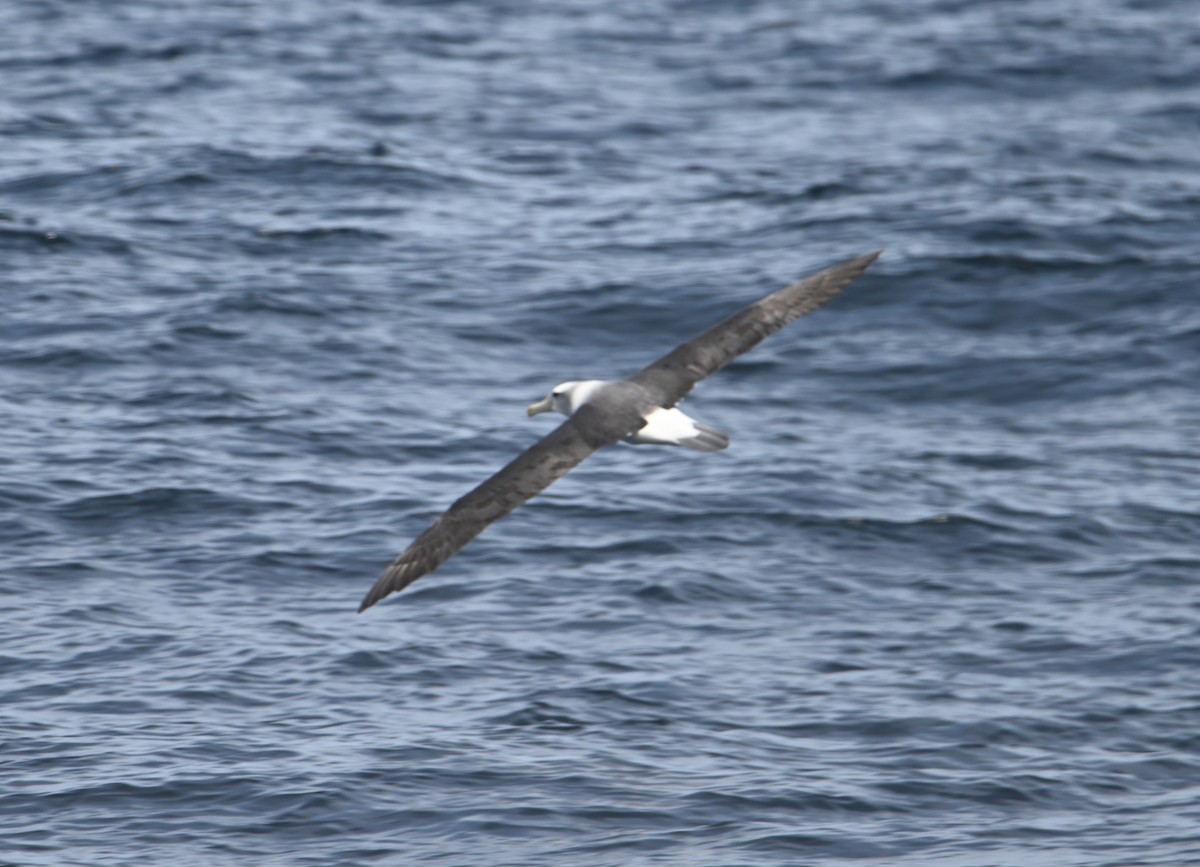 ハジロアホウドリ - ML645317103