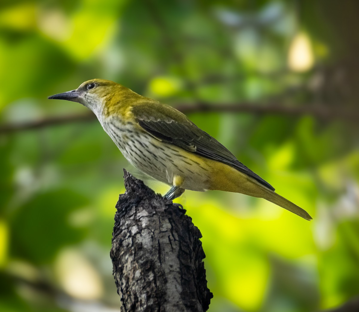 Indian Golden Oriole - ML645317105