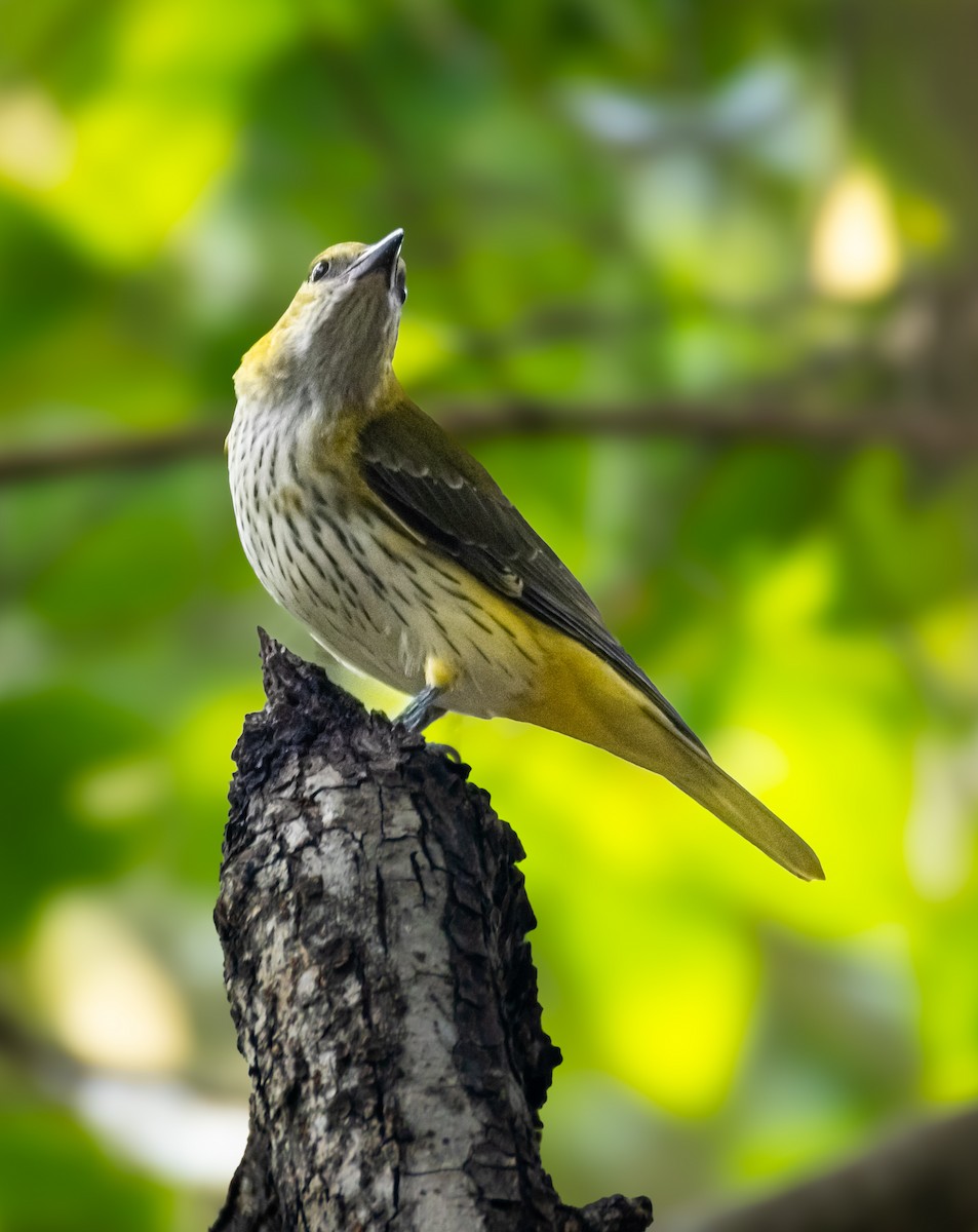 Indian Golden Oriole - ML645317106