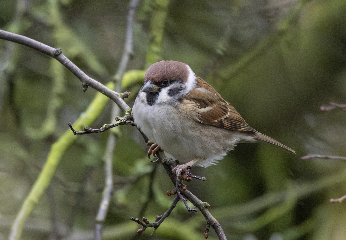 Eurasian Tree Sparrow - ML645317107