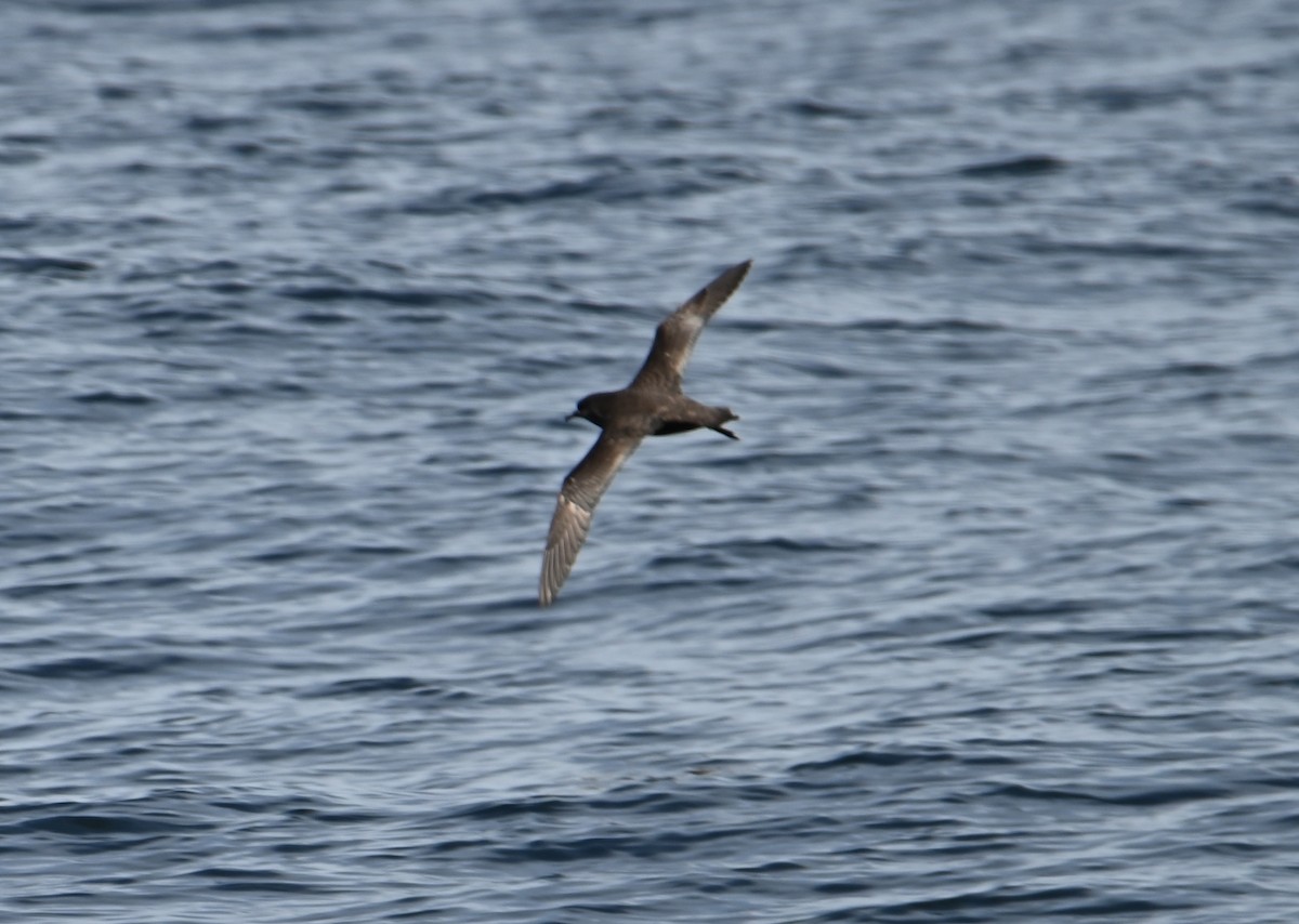 ハシボソミズナギドリ - ML645317109