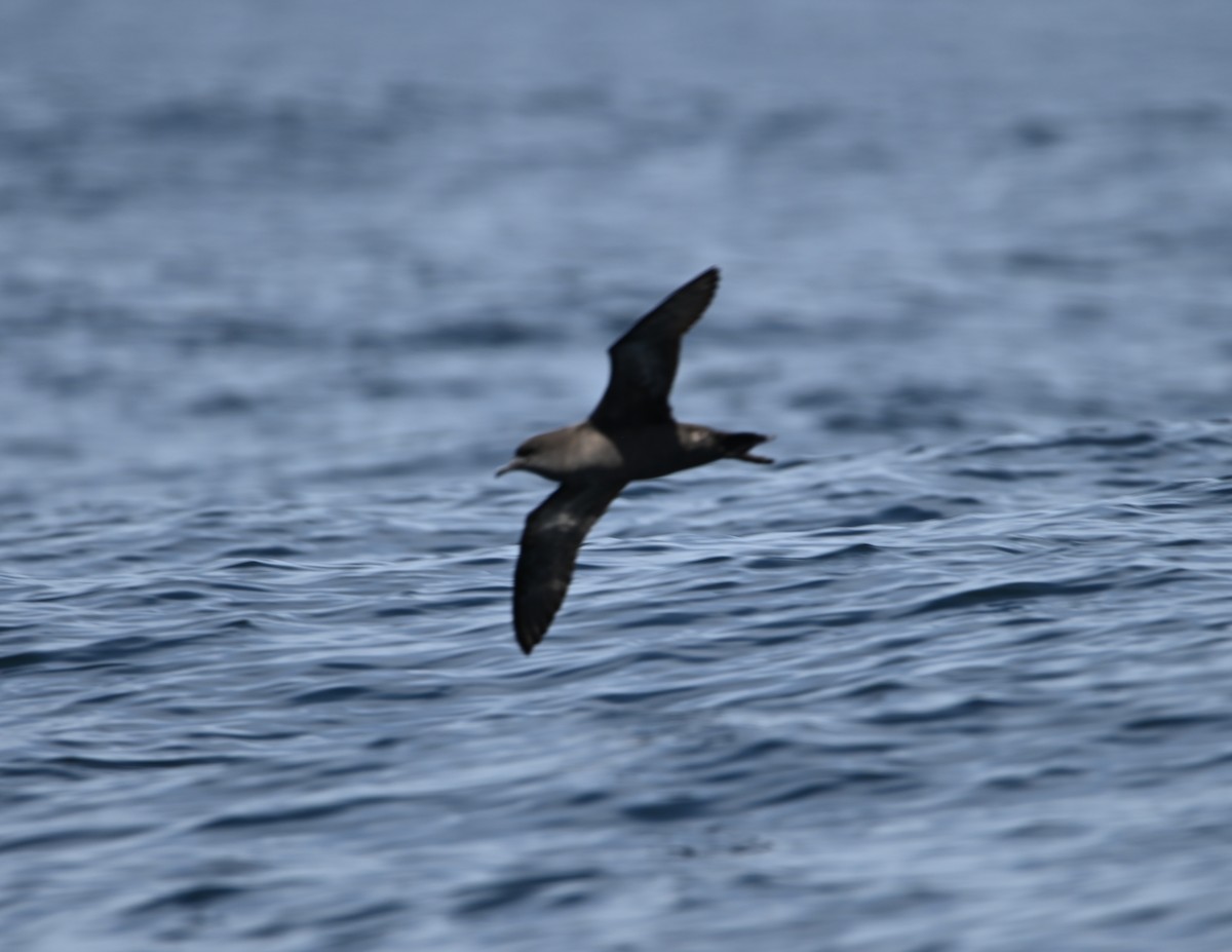 ハシボソミズナギドリ - ML645317110