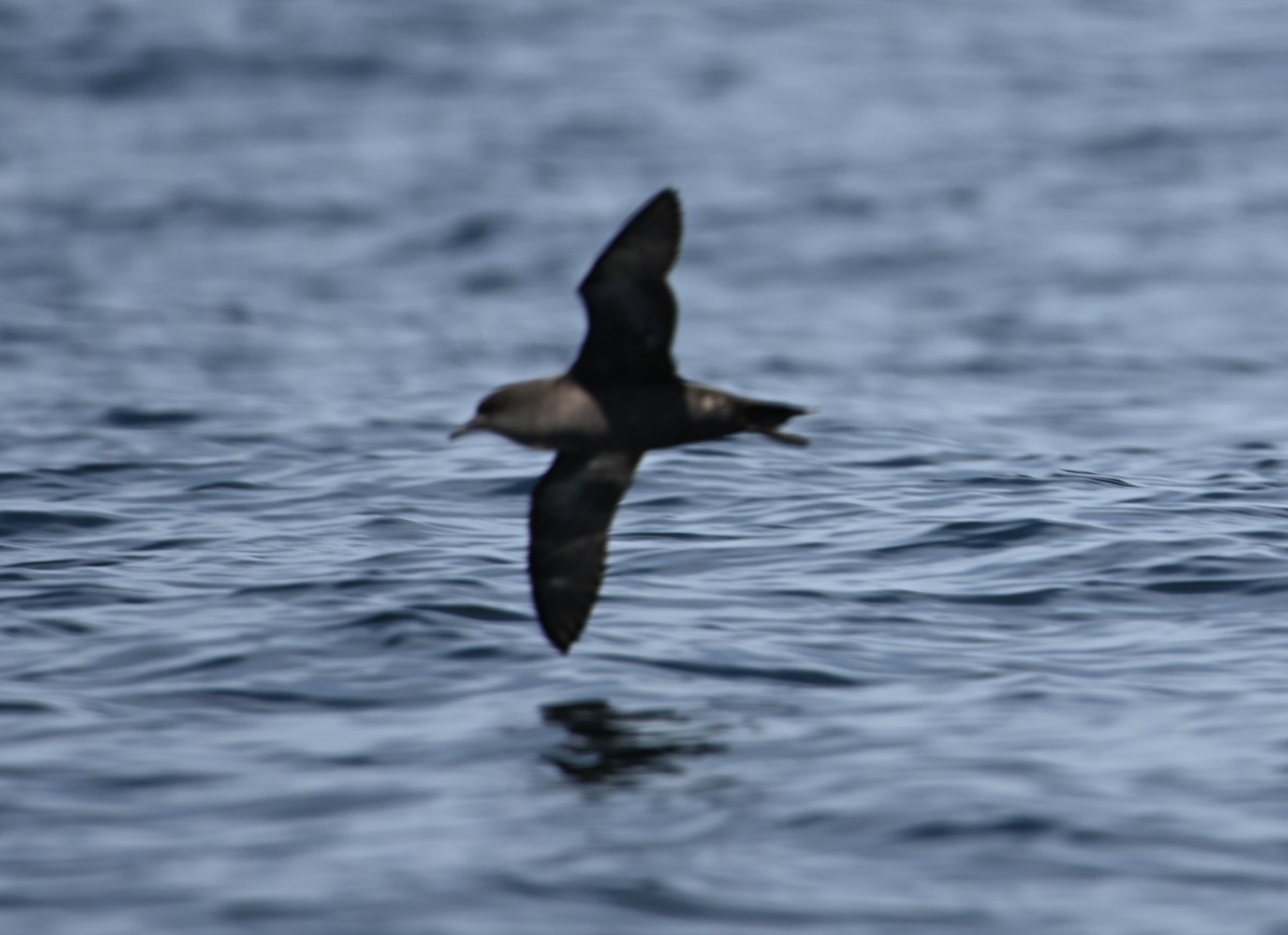 ハシボソミズナギドリ - ML645317111