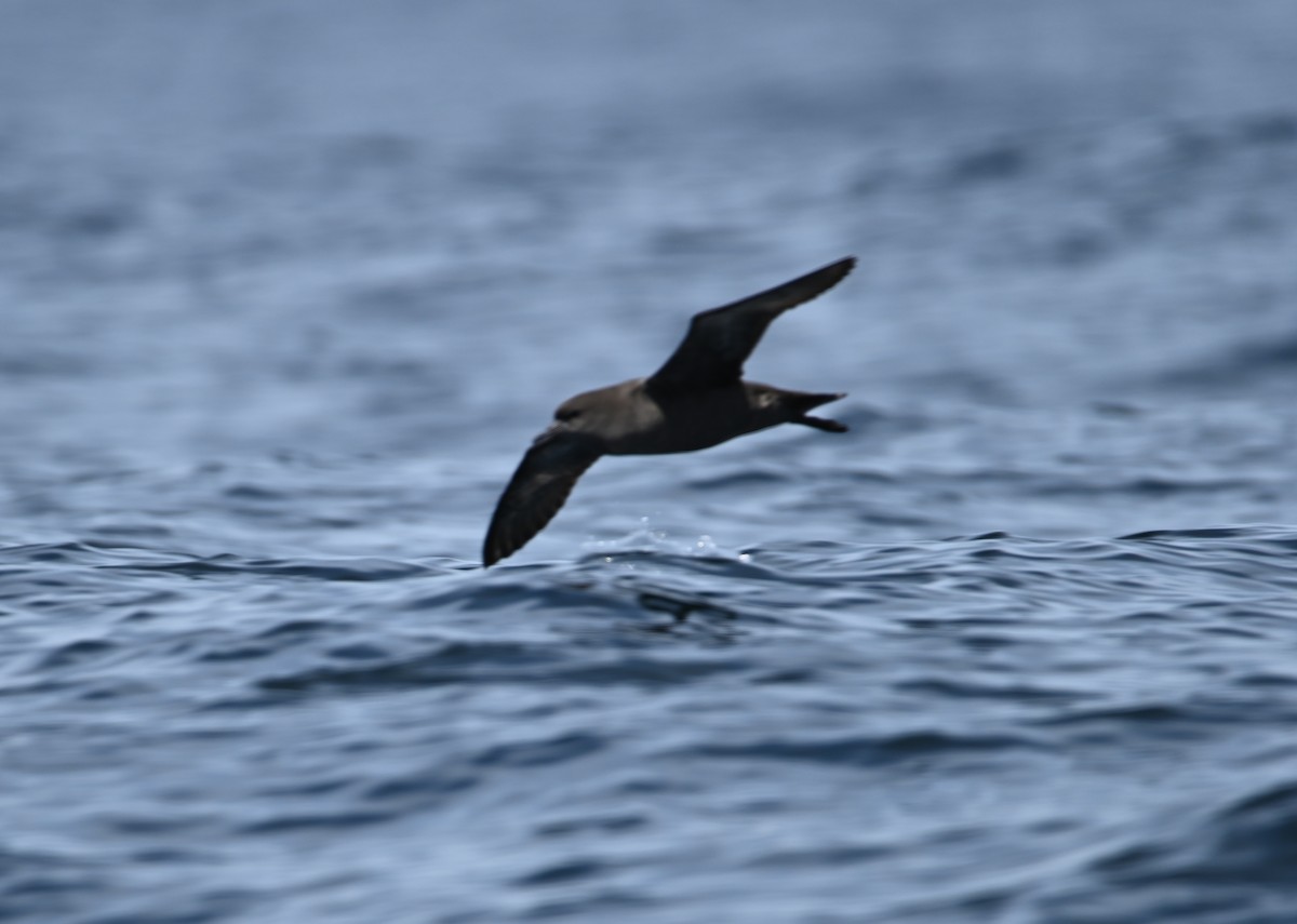 ハシボソミズナギドリ - ML645317112