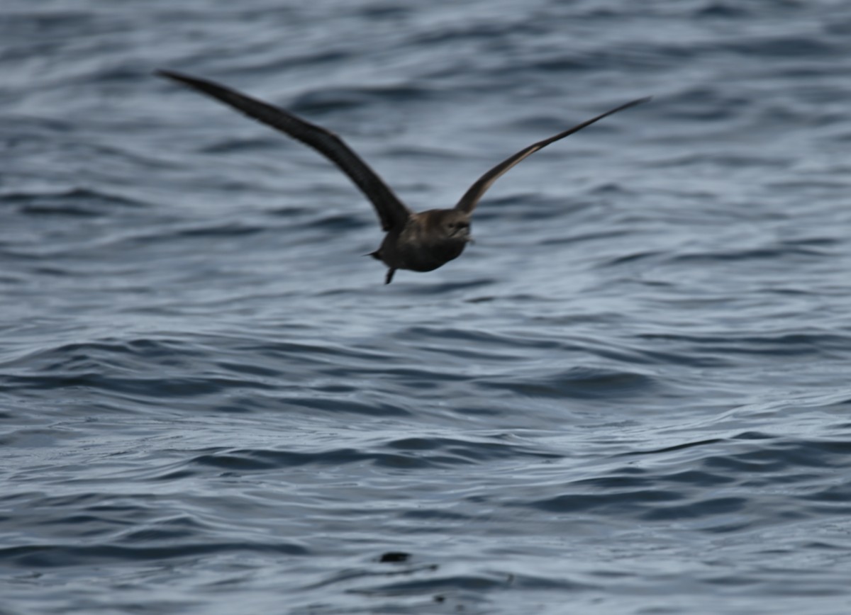 ハシボソミズナギドリ - ML645317113