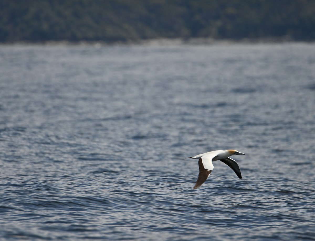 オーストラリアシロカツオドリ - ML645317117