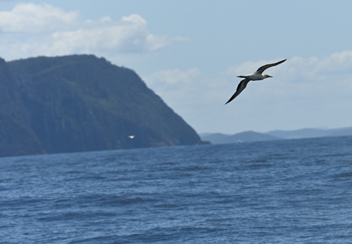 オーストラリアシロカツオドリ - ML645317118