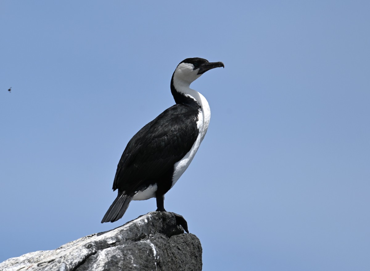 ムナジロウ - ML645317120