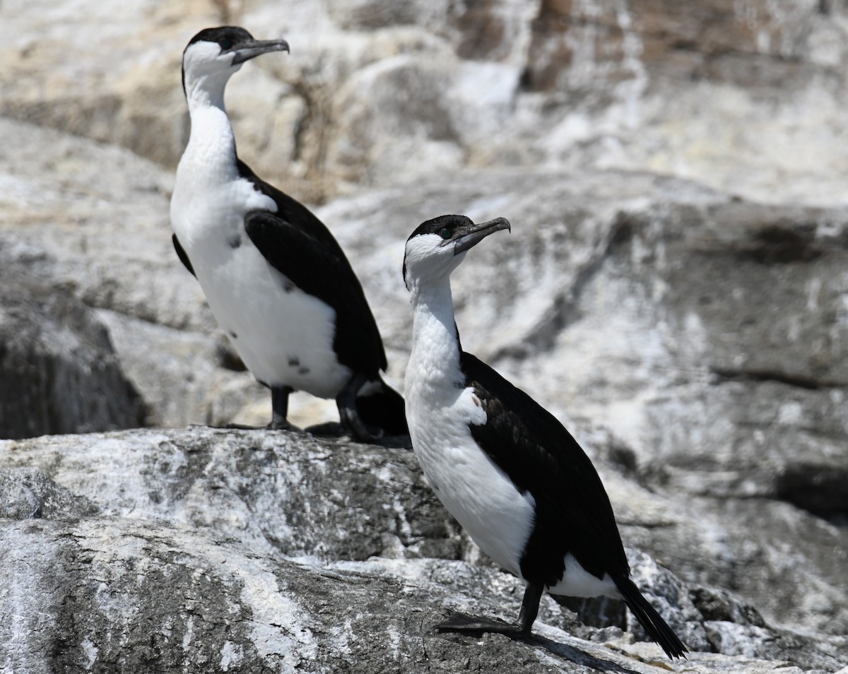 Black-faced Cormorant - ML645317121