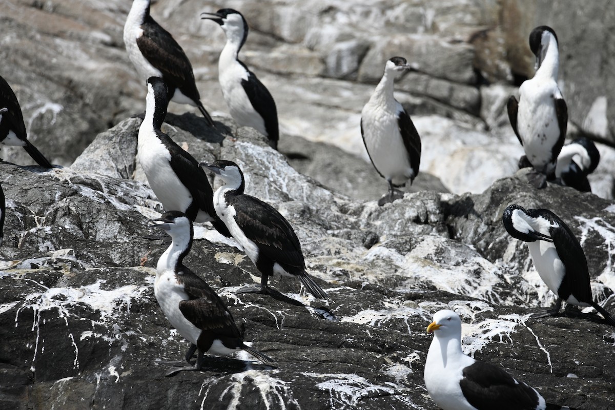 Black-faced Cormorant - ML645317125