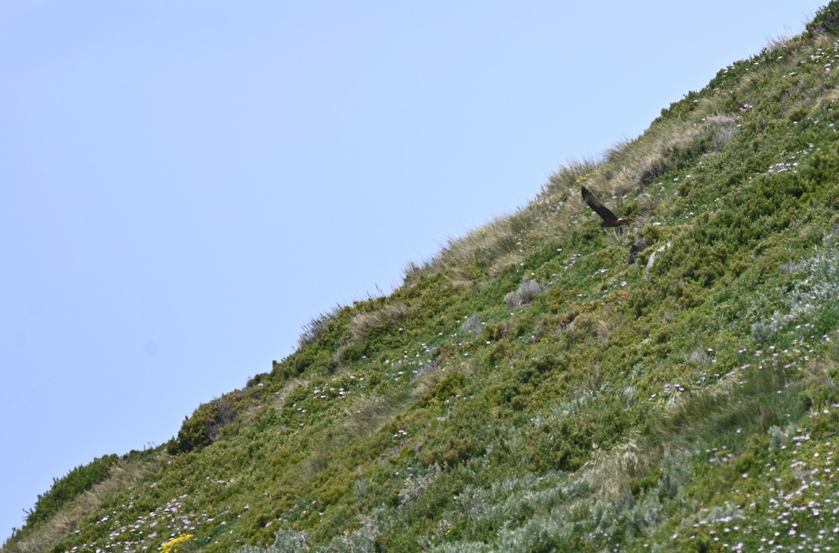 Swamp Harrier - ML645317126