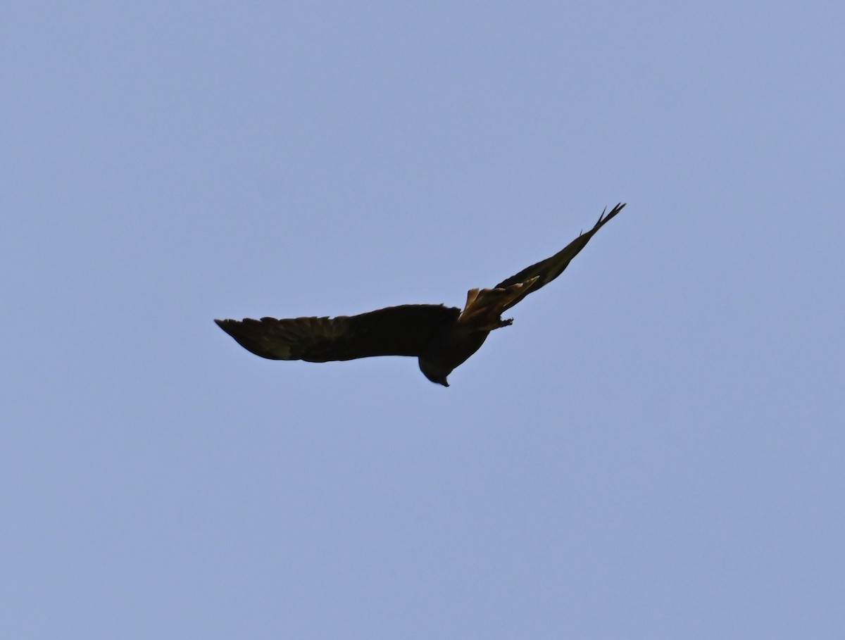 Swamp Harrier - ML645317127