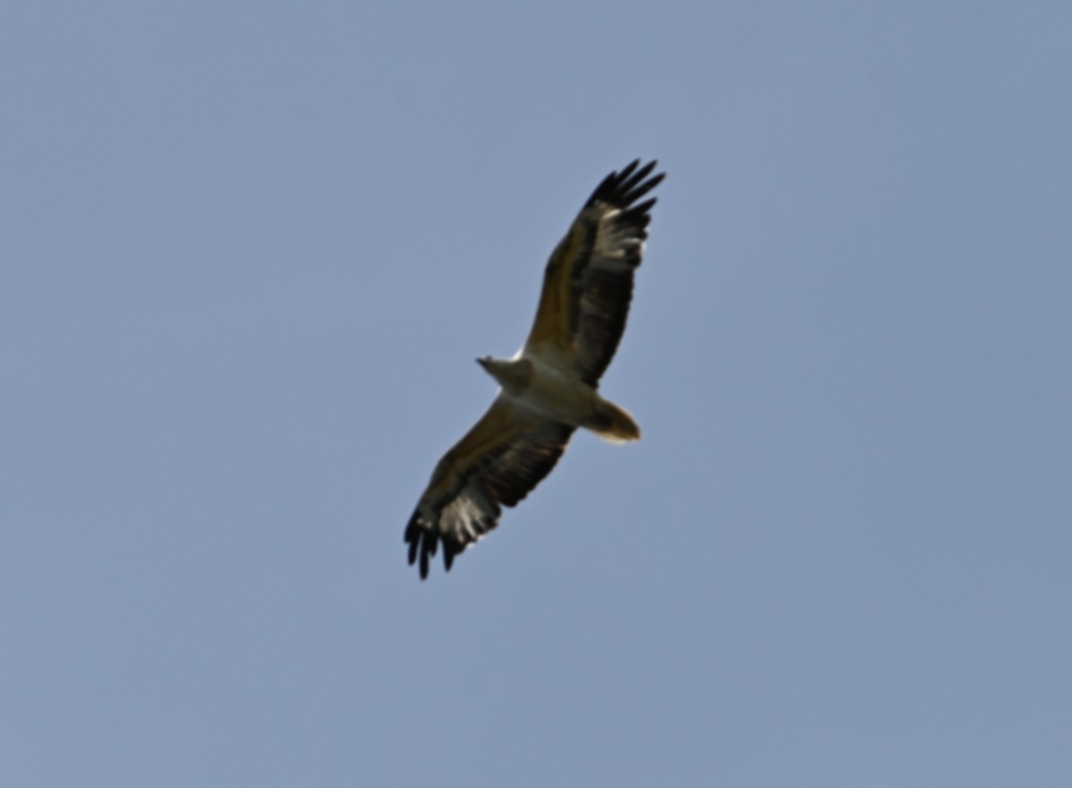 White-bellied Sea-Eagle - ML645317130
