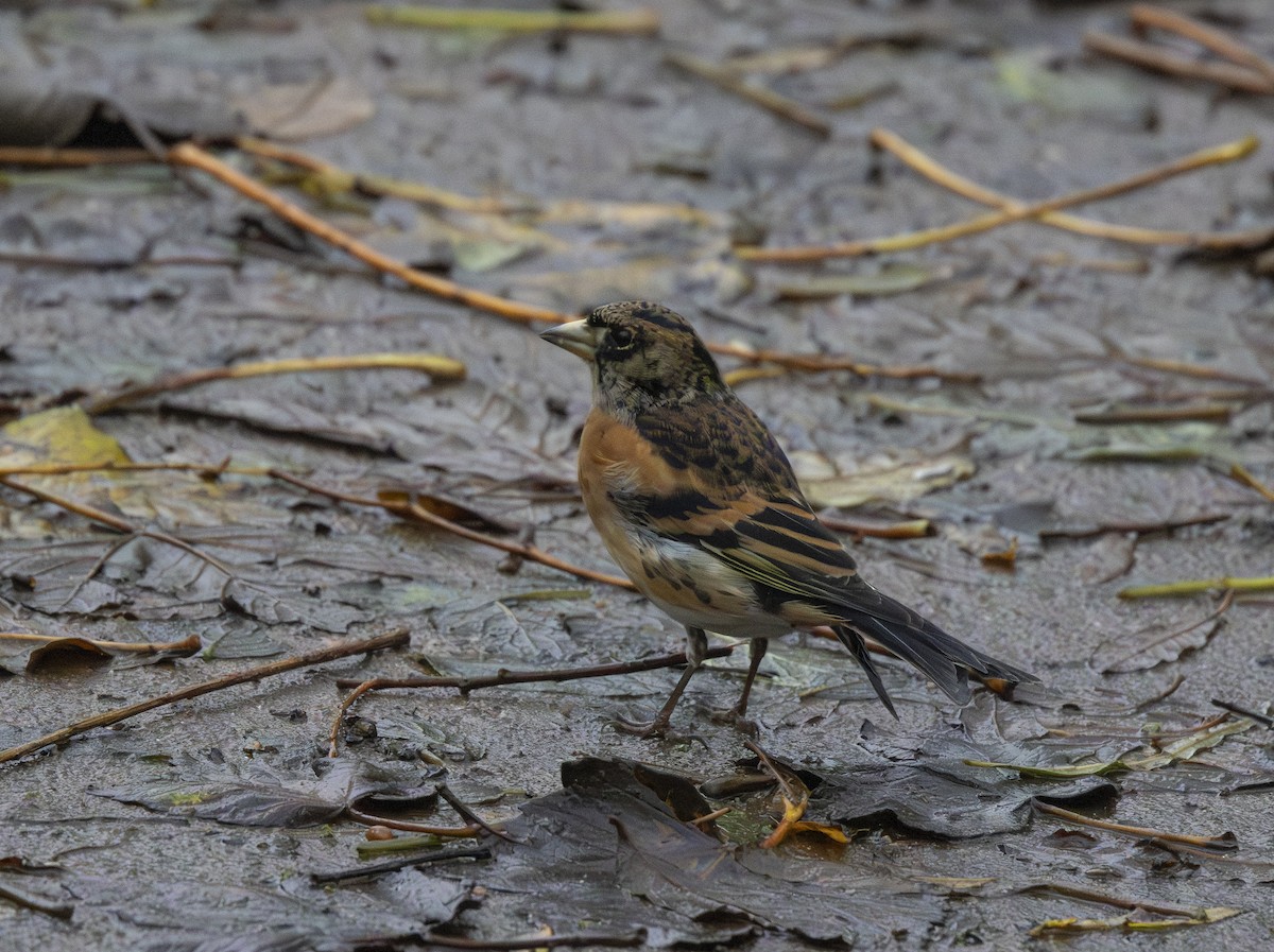 Brambling - ML645317138