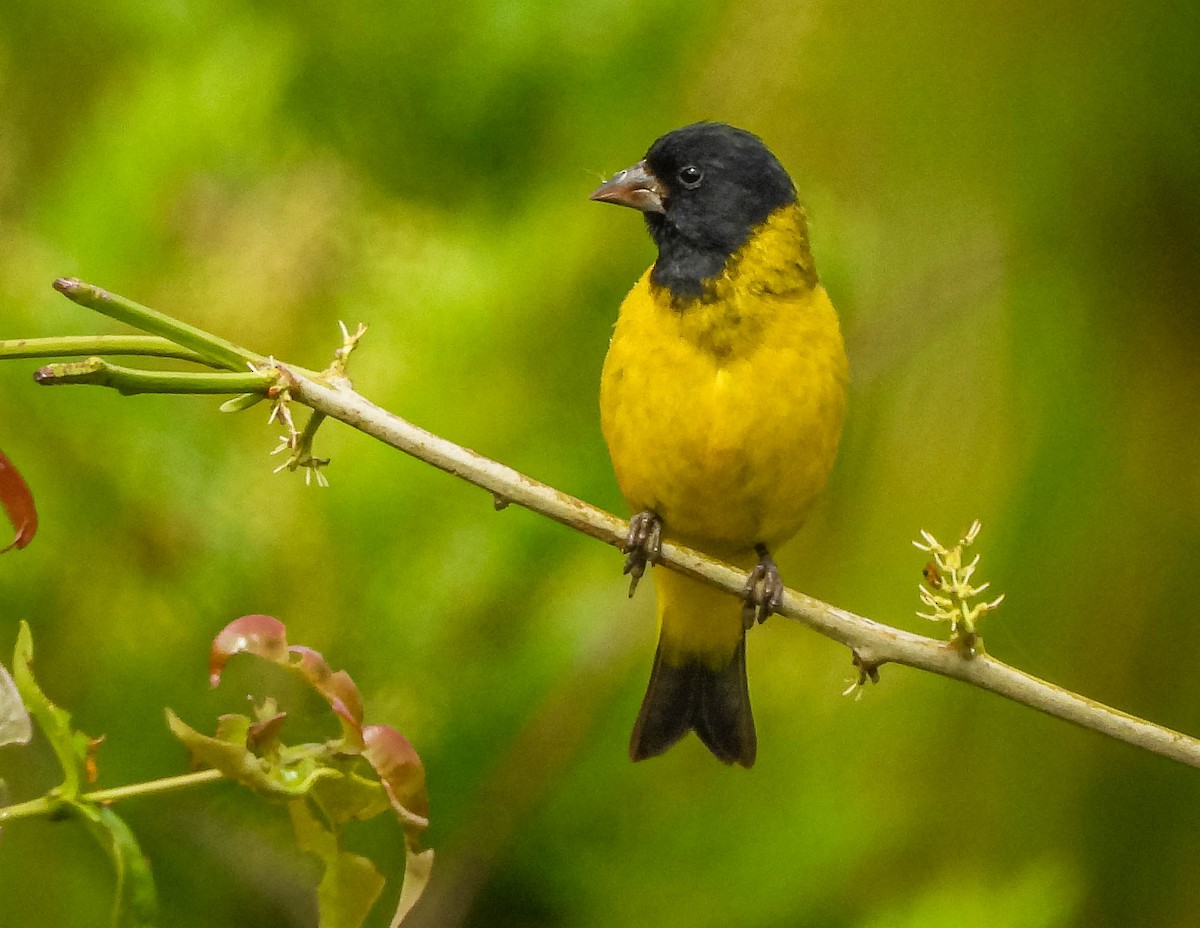 Hooded Siskin - ML645317143